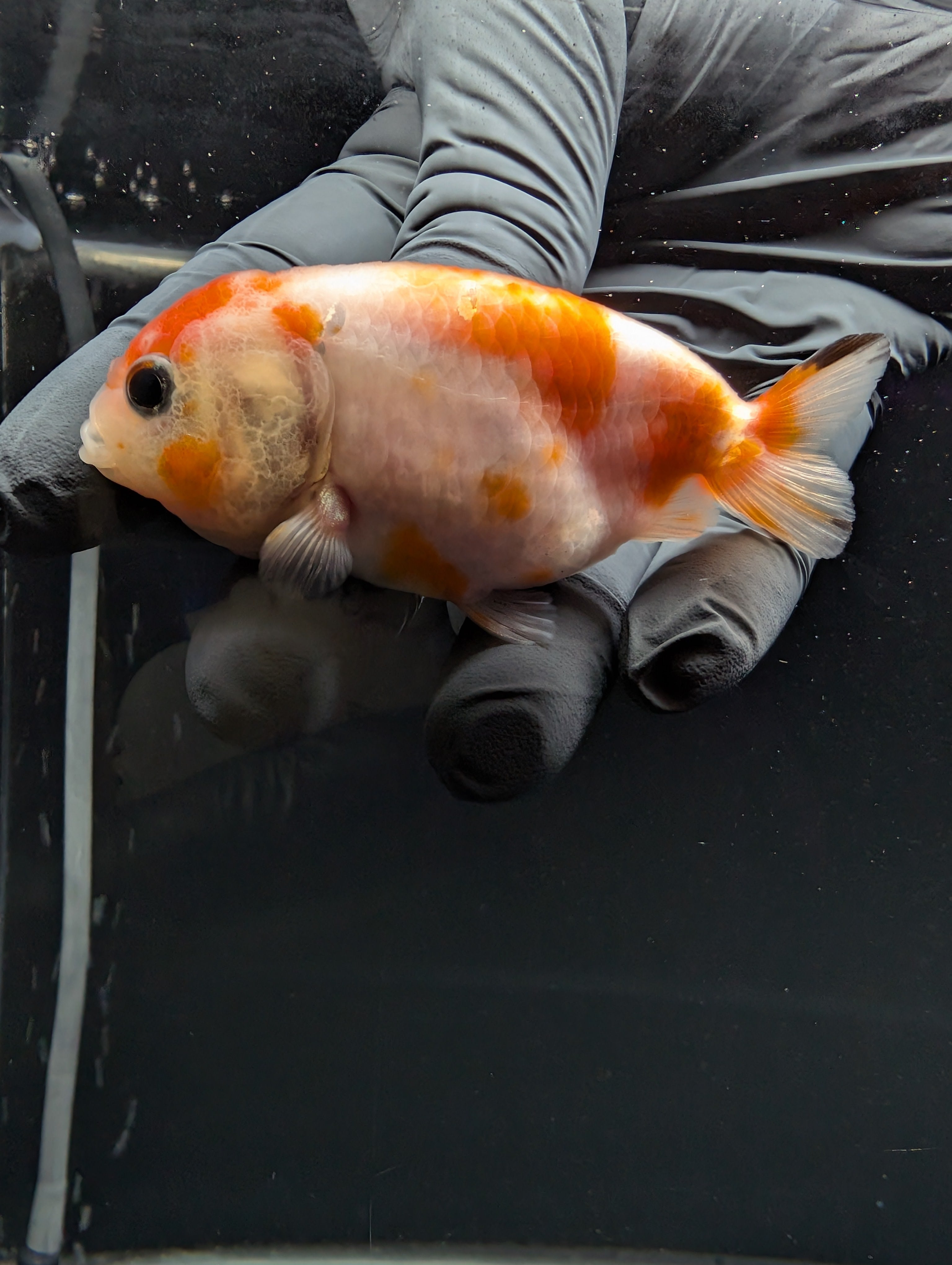 Ranchu Sakura 3"-3.5" in. ID#529R4A-060