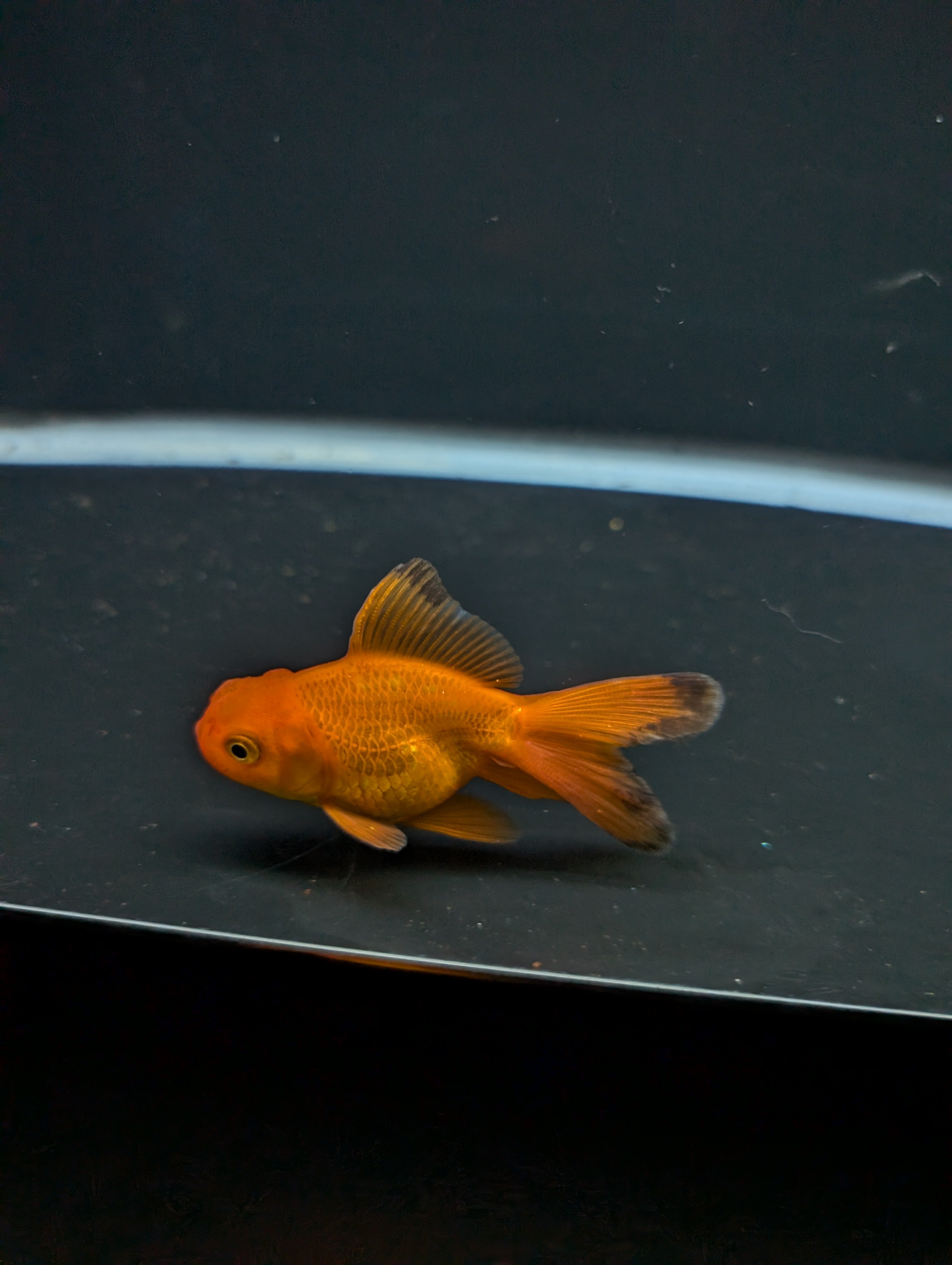Juvenile Oranda Red Black 3"-3.5"in.  ID#522T1A-005