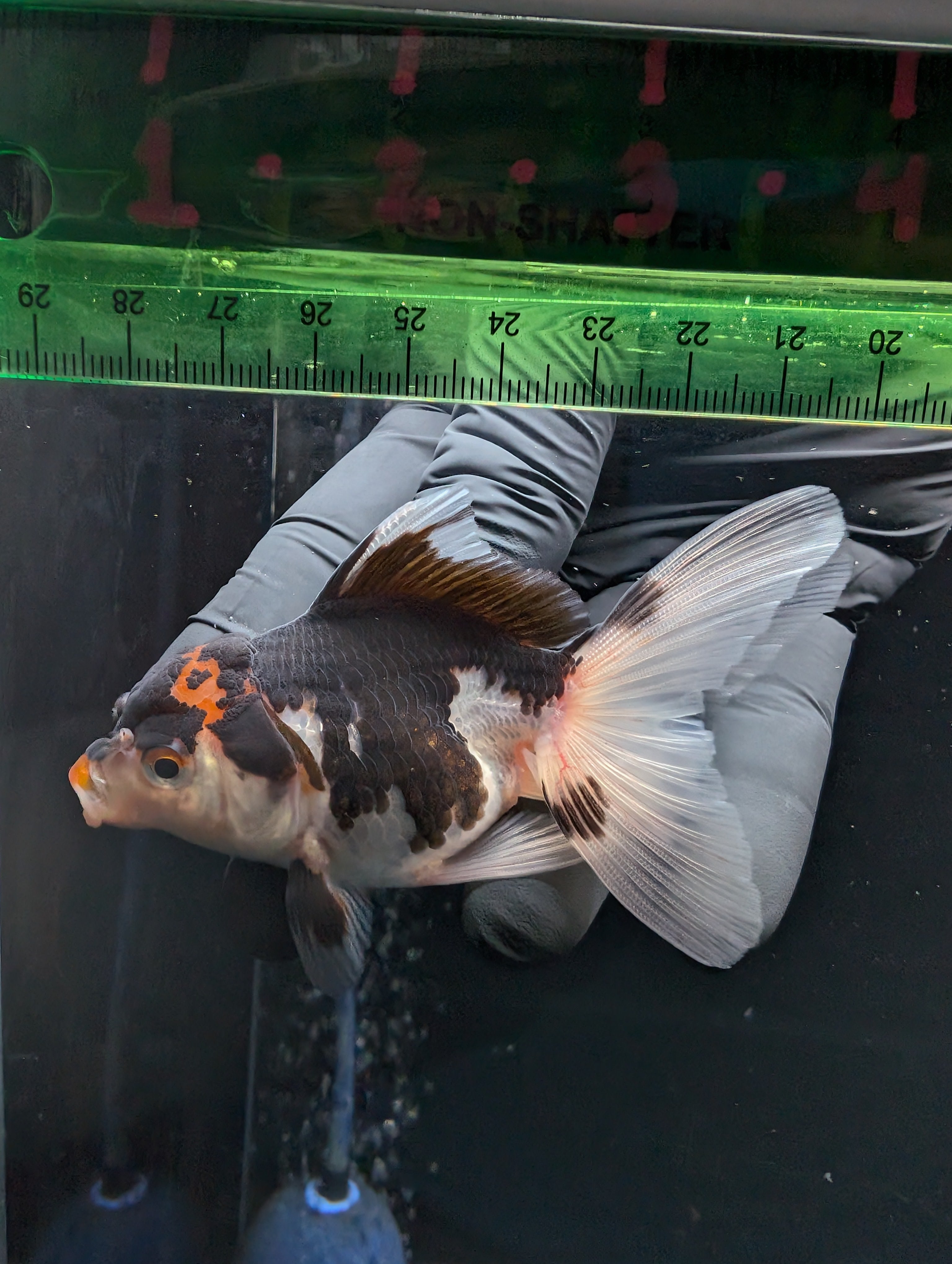 Thai Juvenile Oranda Tricolor 3"-3.5" in.  ID#626T1A-002