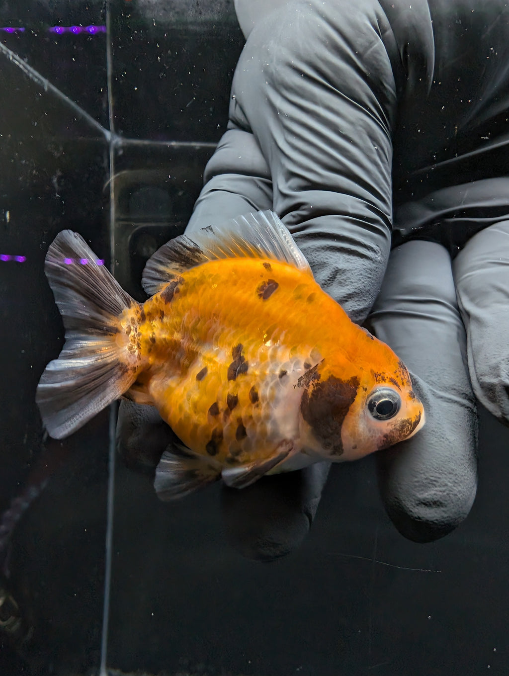 Baby Thai Shogun Oranda Calico 2"-2.5" in. ID#1016BSG11A-007
