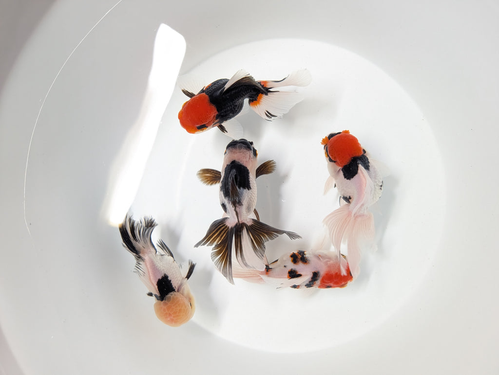 Single - Thai Oranda Mix Color - Tricolor, Panda, Red Black  3.5"-4" in. *Assorted Dealers Choice