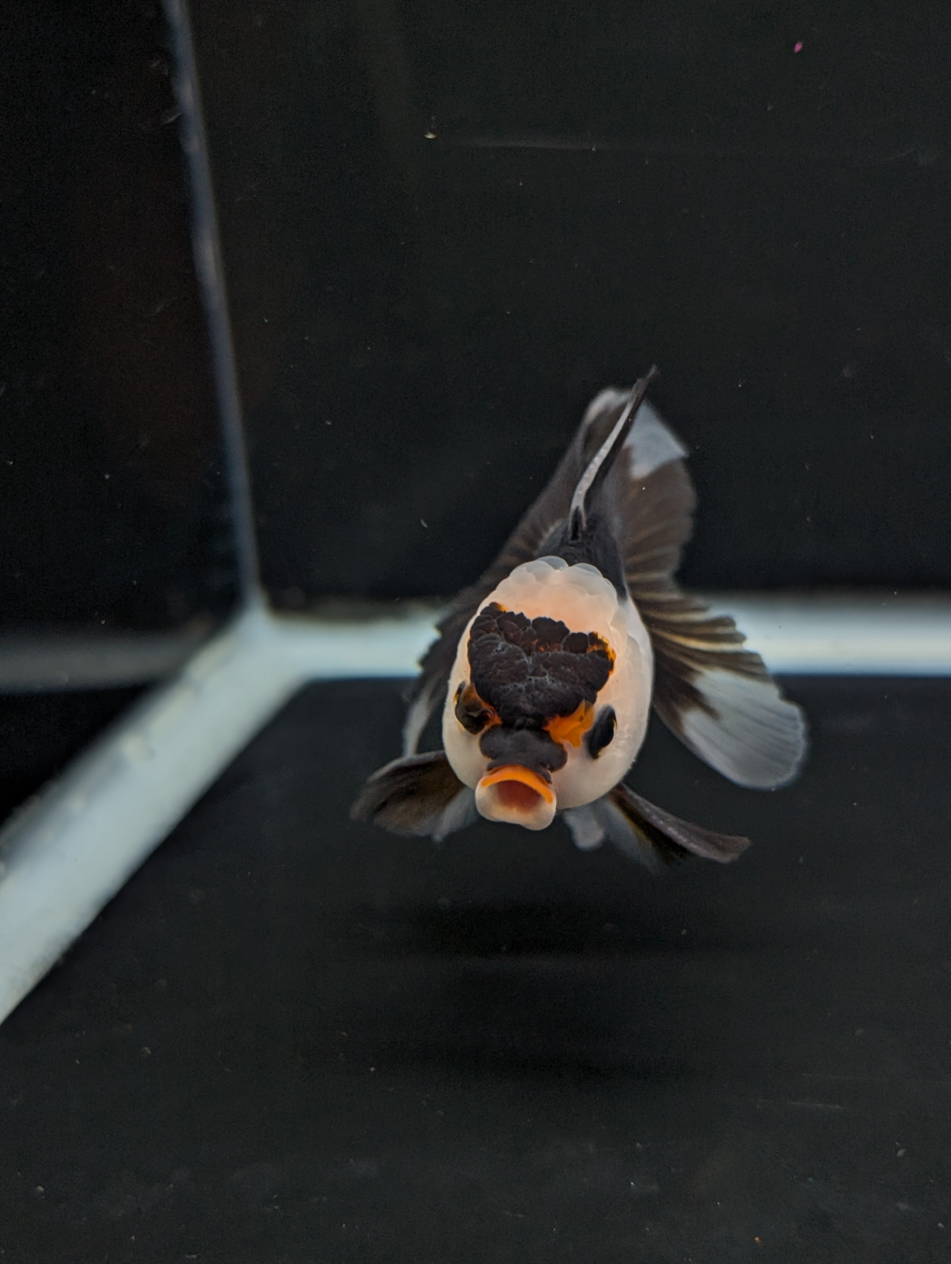 Juvenile Thai Oranda Panda 3"in.  ID#814T1A-006