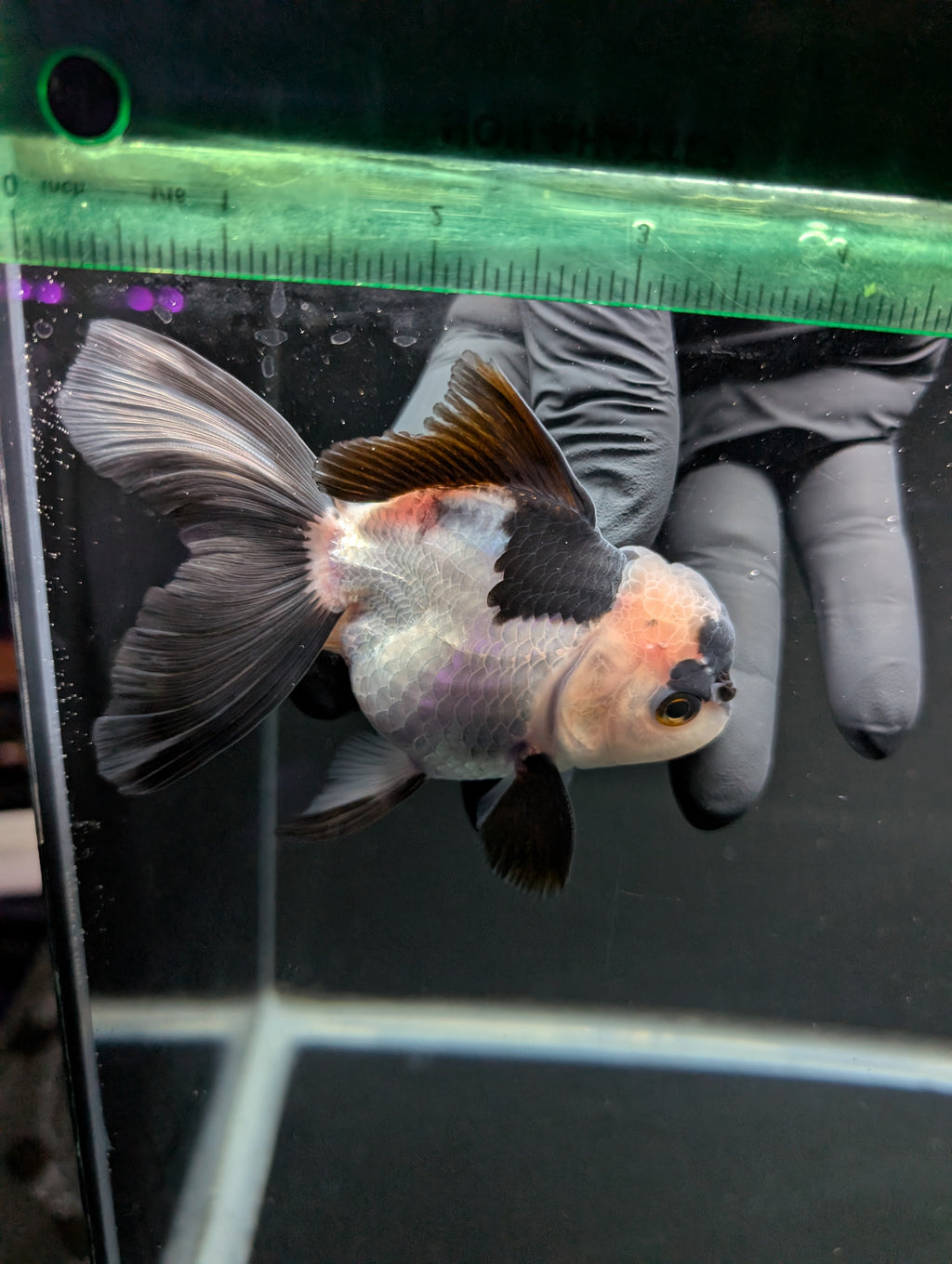 Thai Oranda Panda 4"-4.5"in.  ID#1016T1A-005