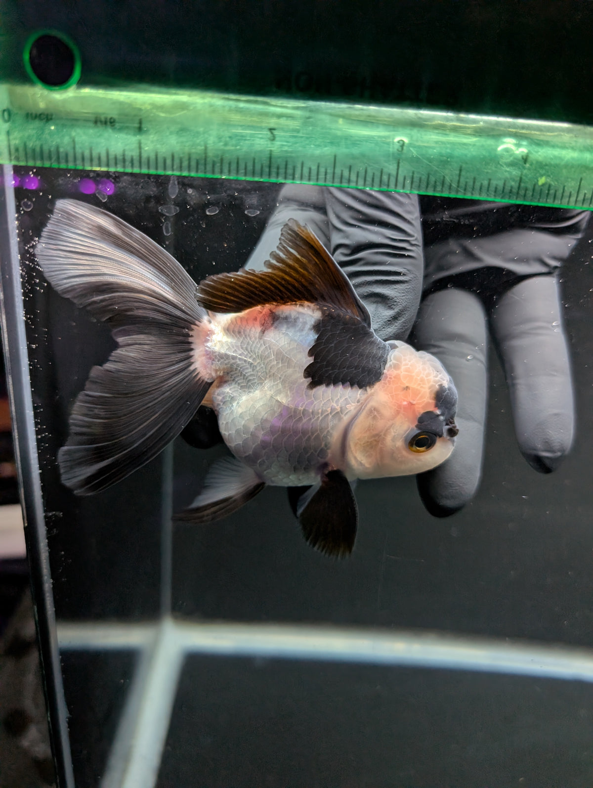 Thai Oranda Panda 4"-4.5"in.  ID#1016T1A-005