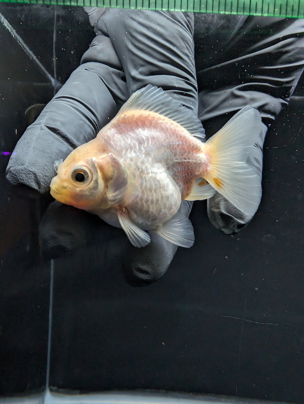 Baby Thai Shogun Oranda White 2"-2.5" in. ID#1016BSG11A-008