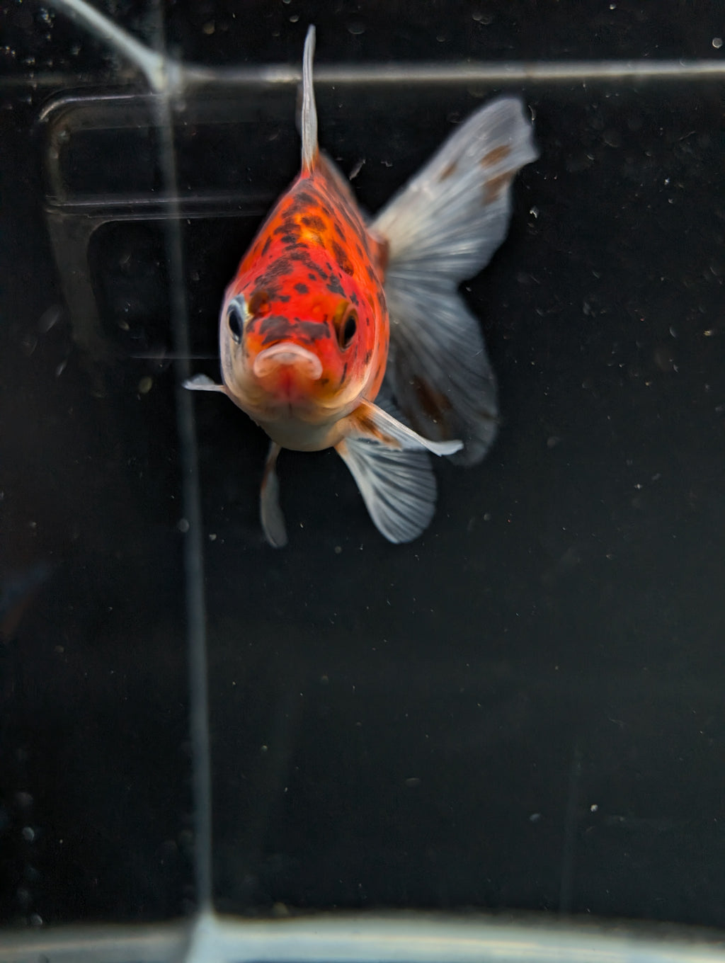 Tamasaba Calico 3"-3.5" in. ID#1009TM1B-010