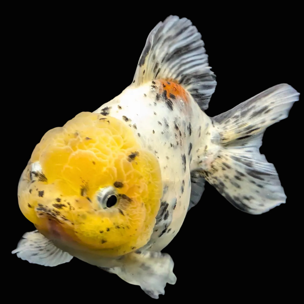Jumbo Oranda Yuan Bao Lemon Head Granite Calico   4.5"-5"in. ID#904YB13A-002