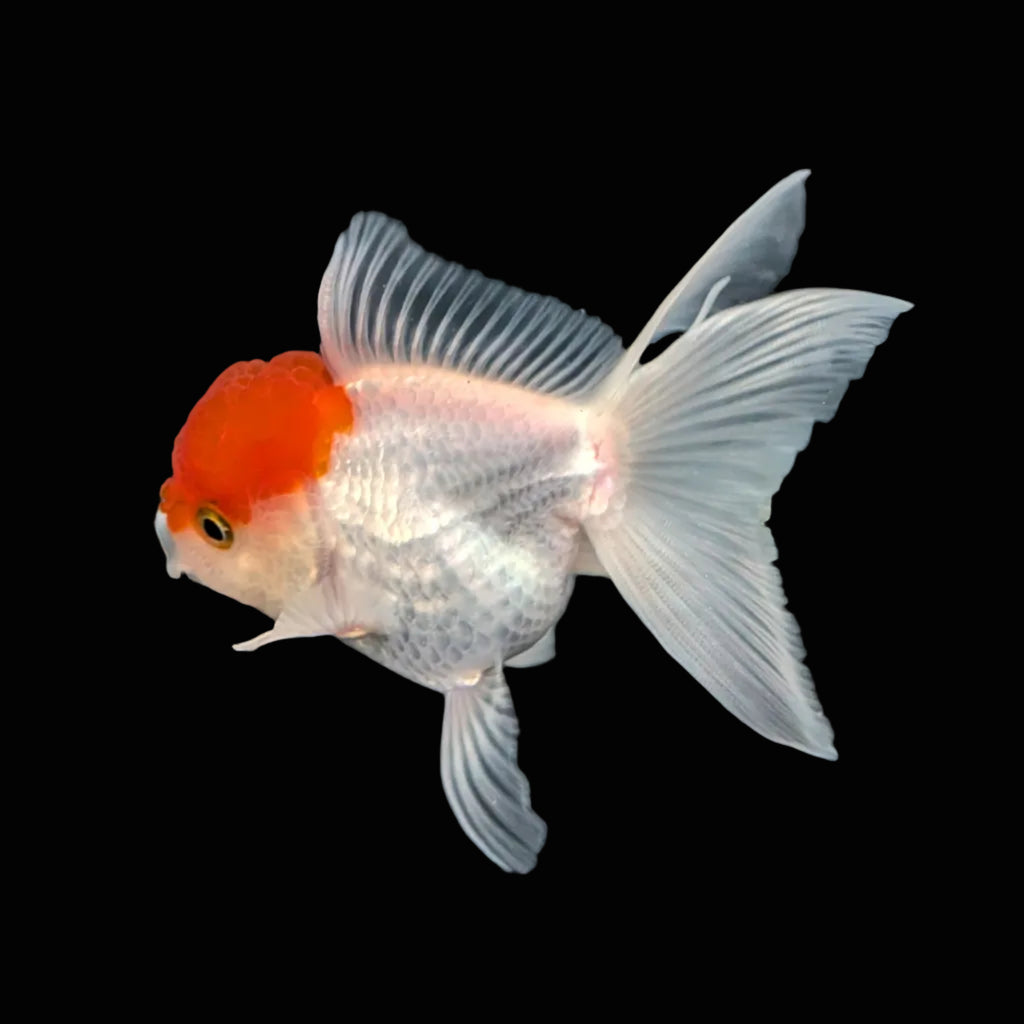 TOAD *Boss 415  Juvenile Oranda Red Cap 3.5"-4" in.  ID#410T8A-020