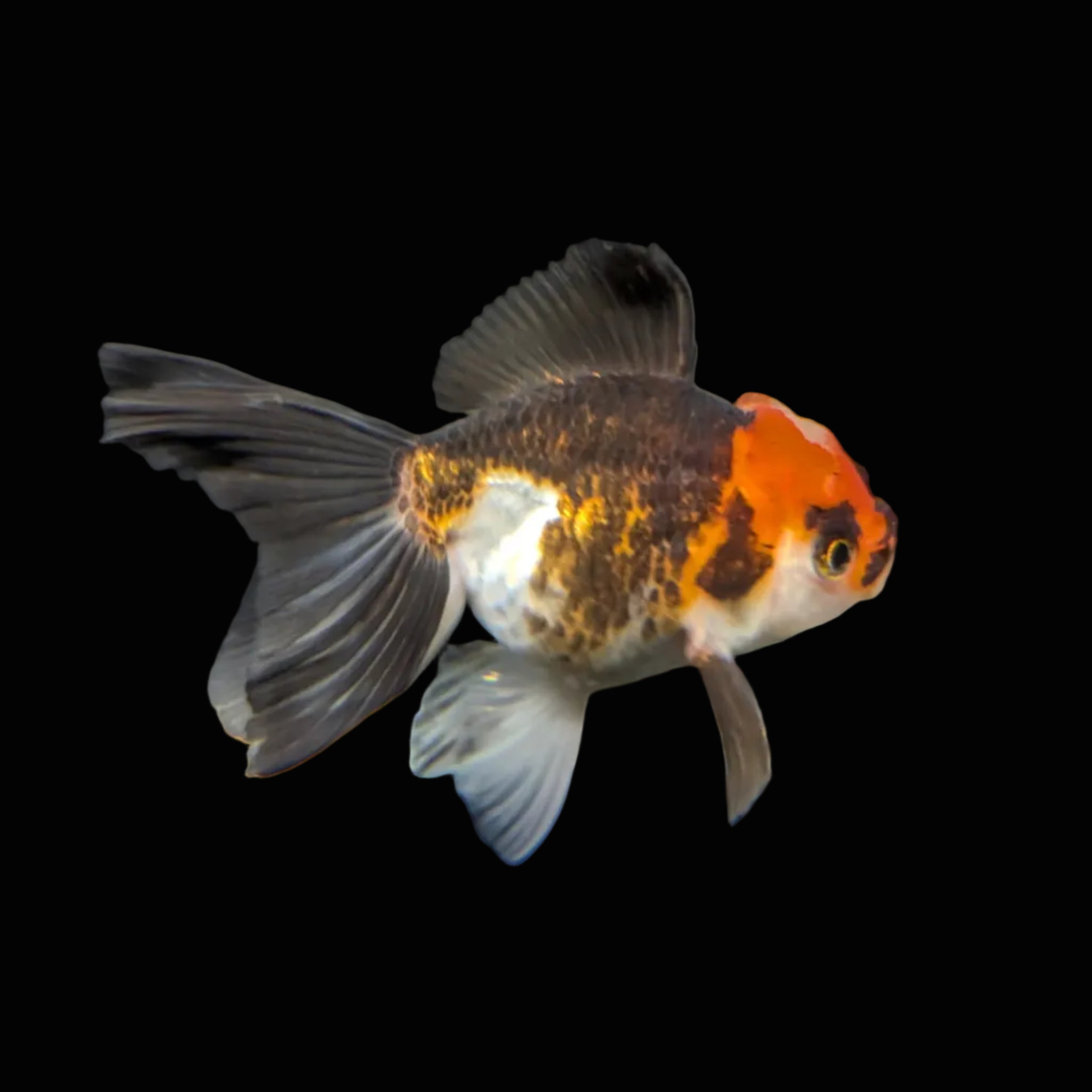 Juvenile Oranda Tricolor 3.5"-4" in.  ID#417T7A-015