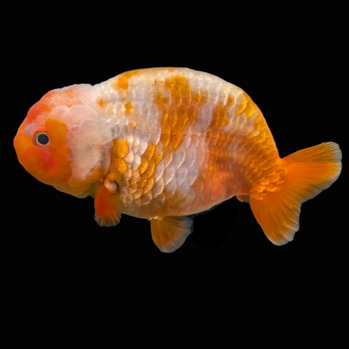 Jumbo Ranchu Sakura 4.5"-5" in. ID#1009R8A-051