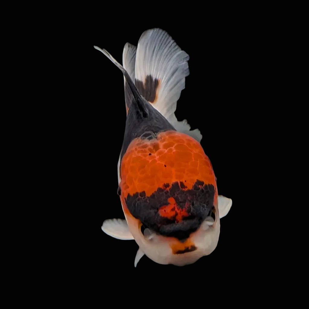 Juvenile Oranda Tricolor 3.5"-4" in.  ID#424T1A-006
