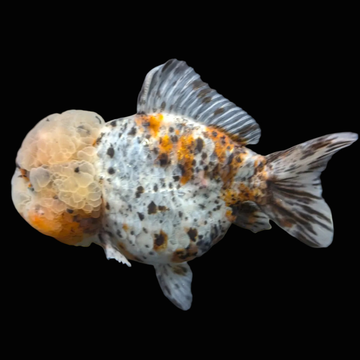 Jumbo Oranda Yuan Bao Granite Calico   4.5"-5"in. ID#904YB13A-003