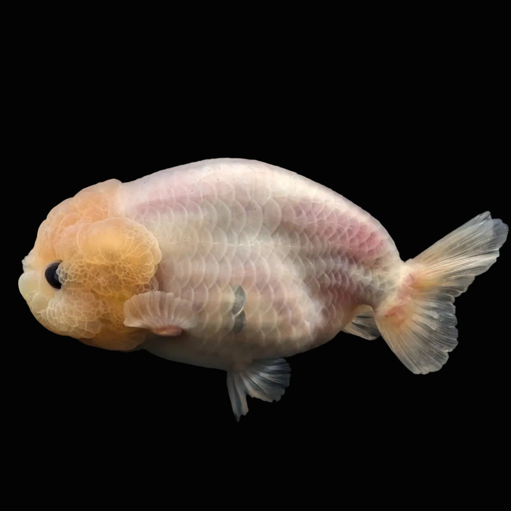 Jumbo Ranchu Pearl White 4" in. ID#626R8A-003 Please See Notes.
