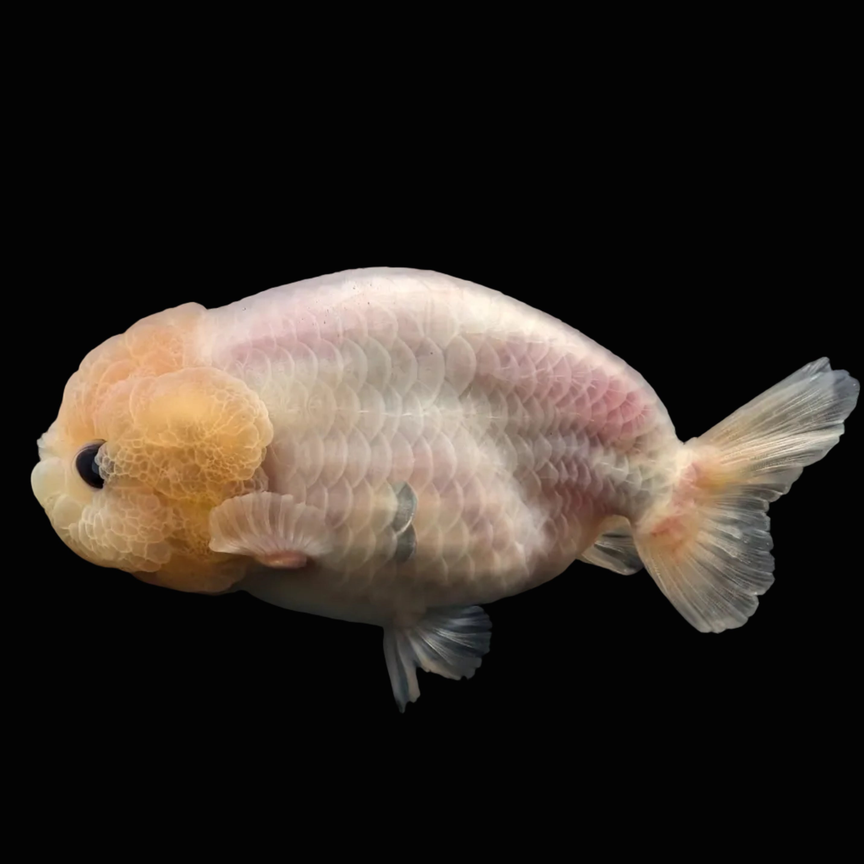 Jumbo Ranchu Pearl White 4" in. ID#626R8A-003 Please See Notes.