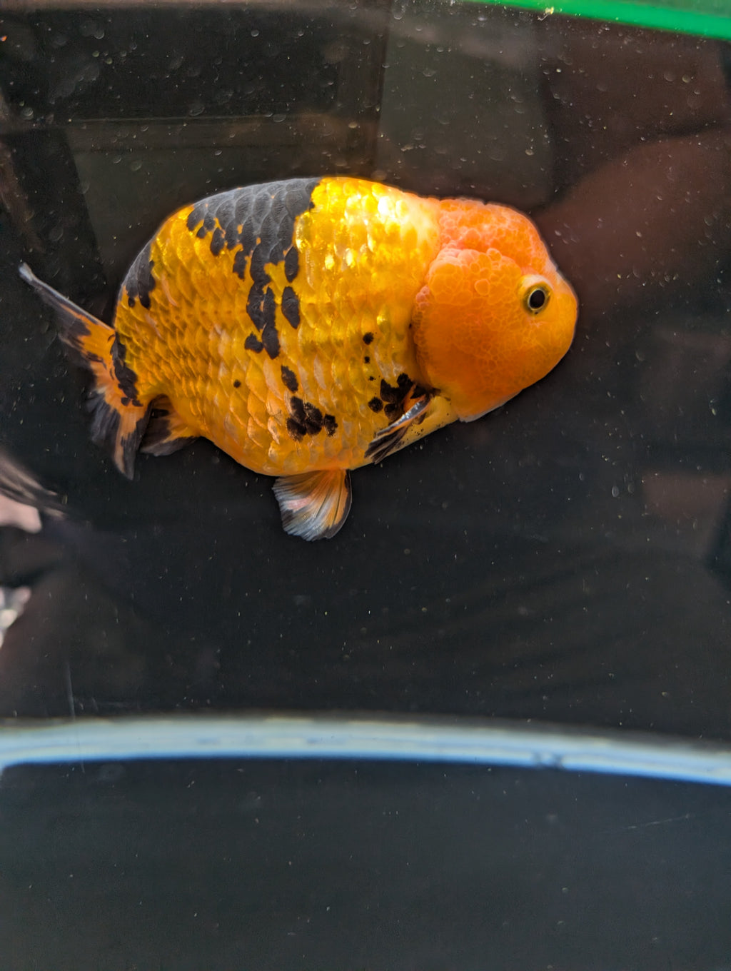 Jumbo Ranchu Calico 4.5"-5" in. ID#821R8A-034