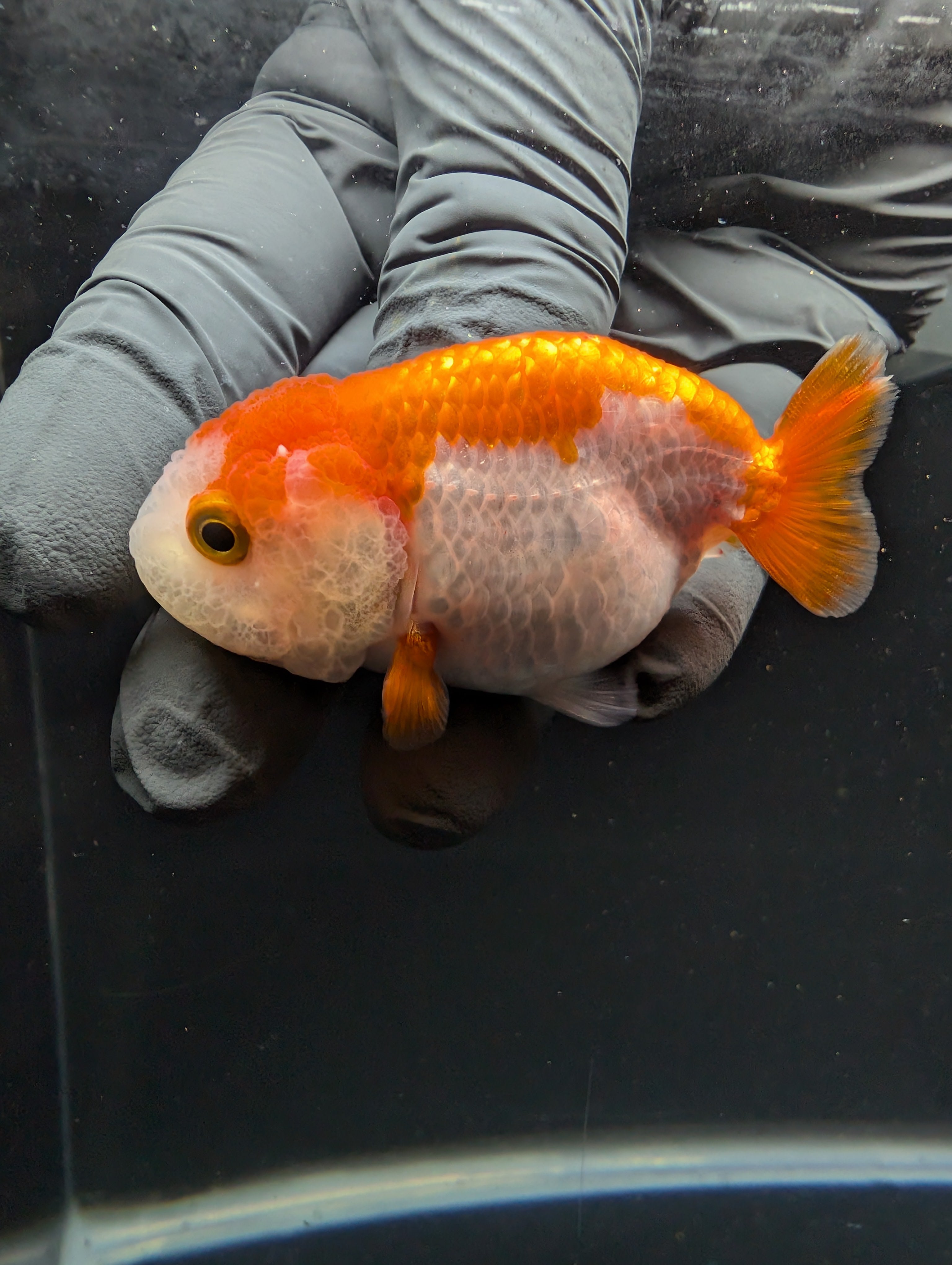 Baby Ranchu Red White 2.5"-3" in. ID#605R4A-074