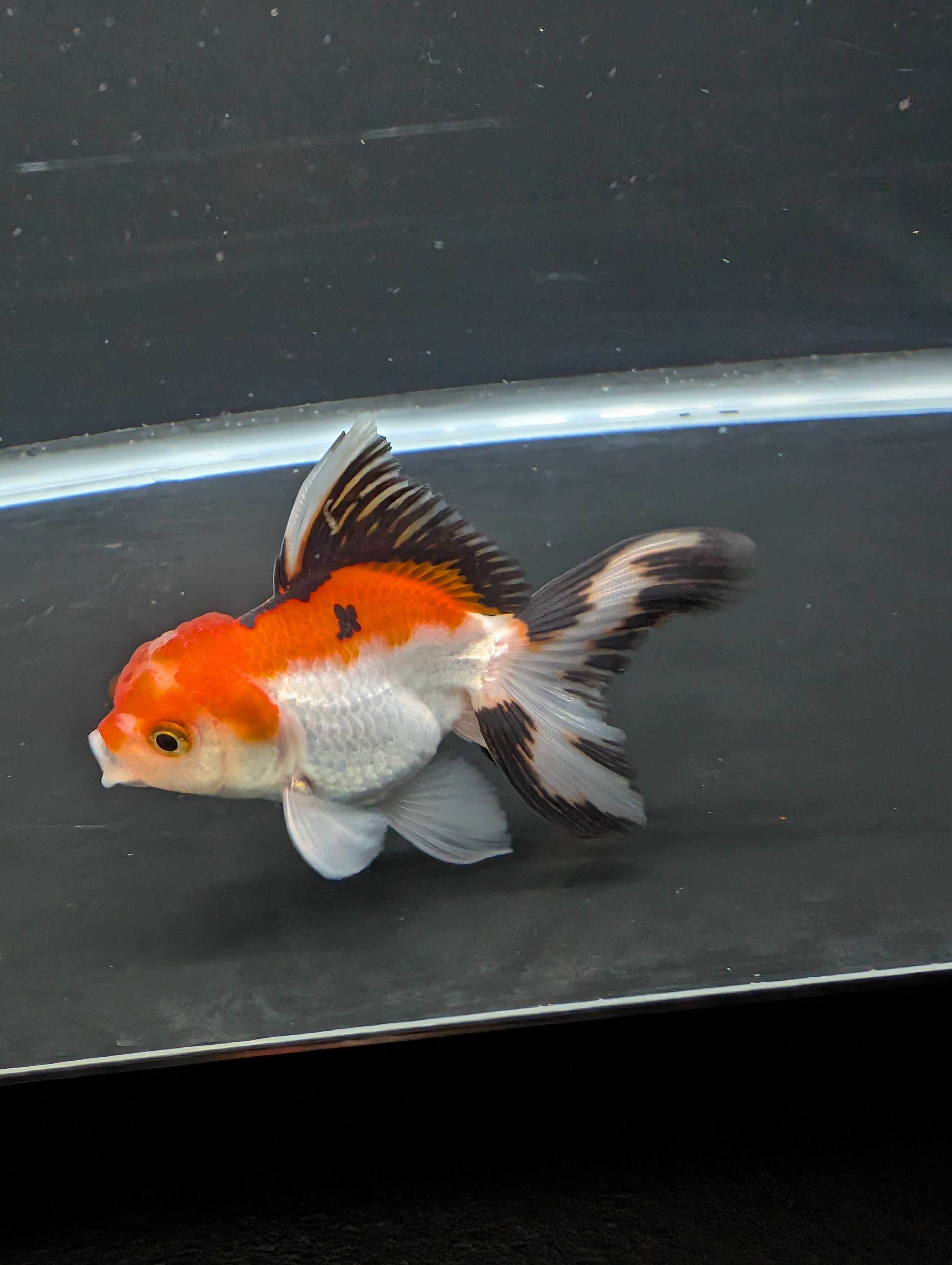 Juvenile Thai Oranda Tricolor 3"in.  ID#821T1A-021