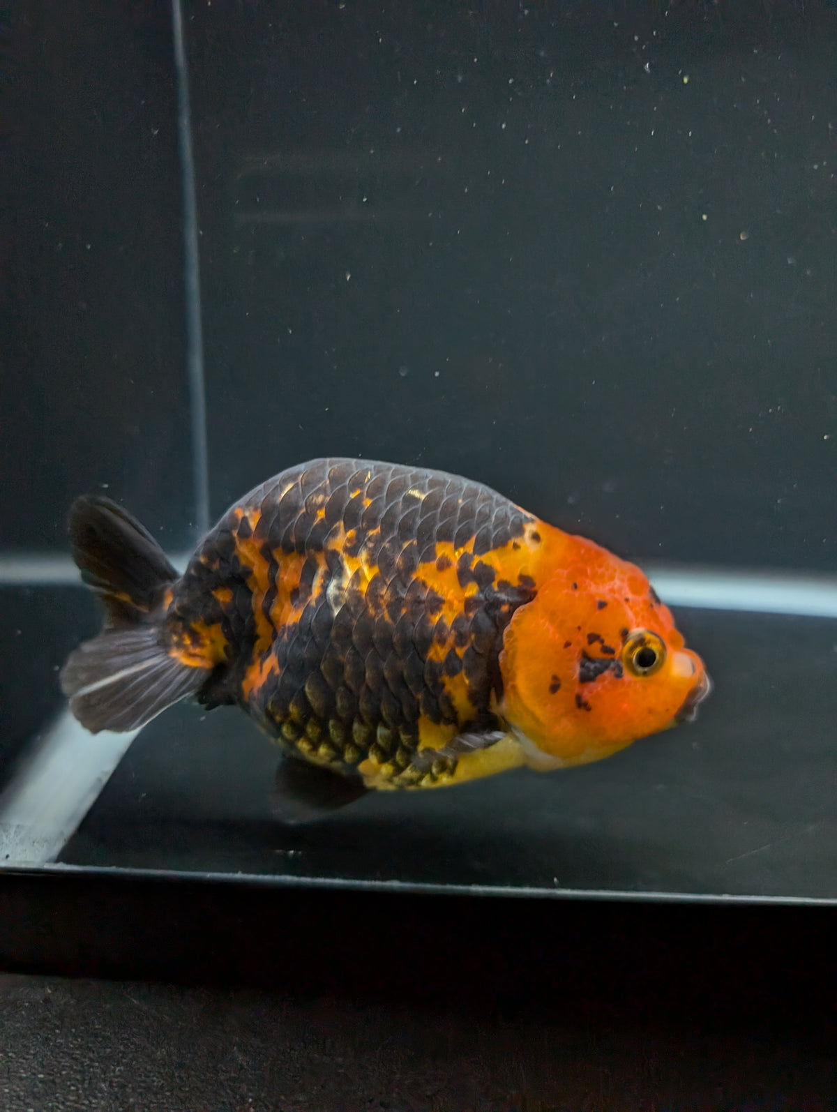 Jumbo Ranchu Calico 4"-4.5" in. ID#904R8A-003