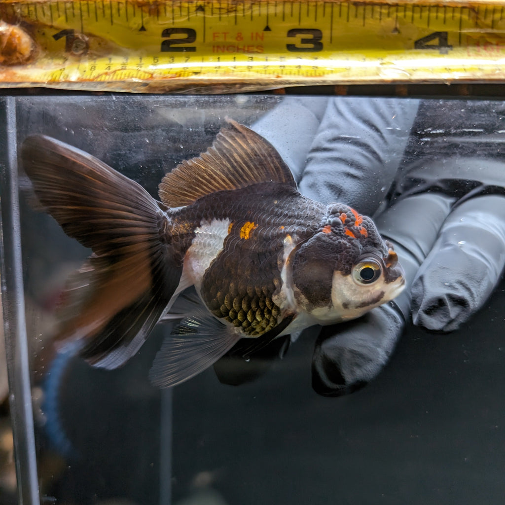 Juvenile Oranda Panda 3.5"-4" in.  ID#508T2A-028