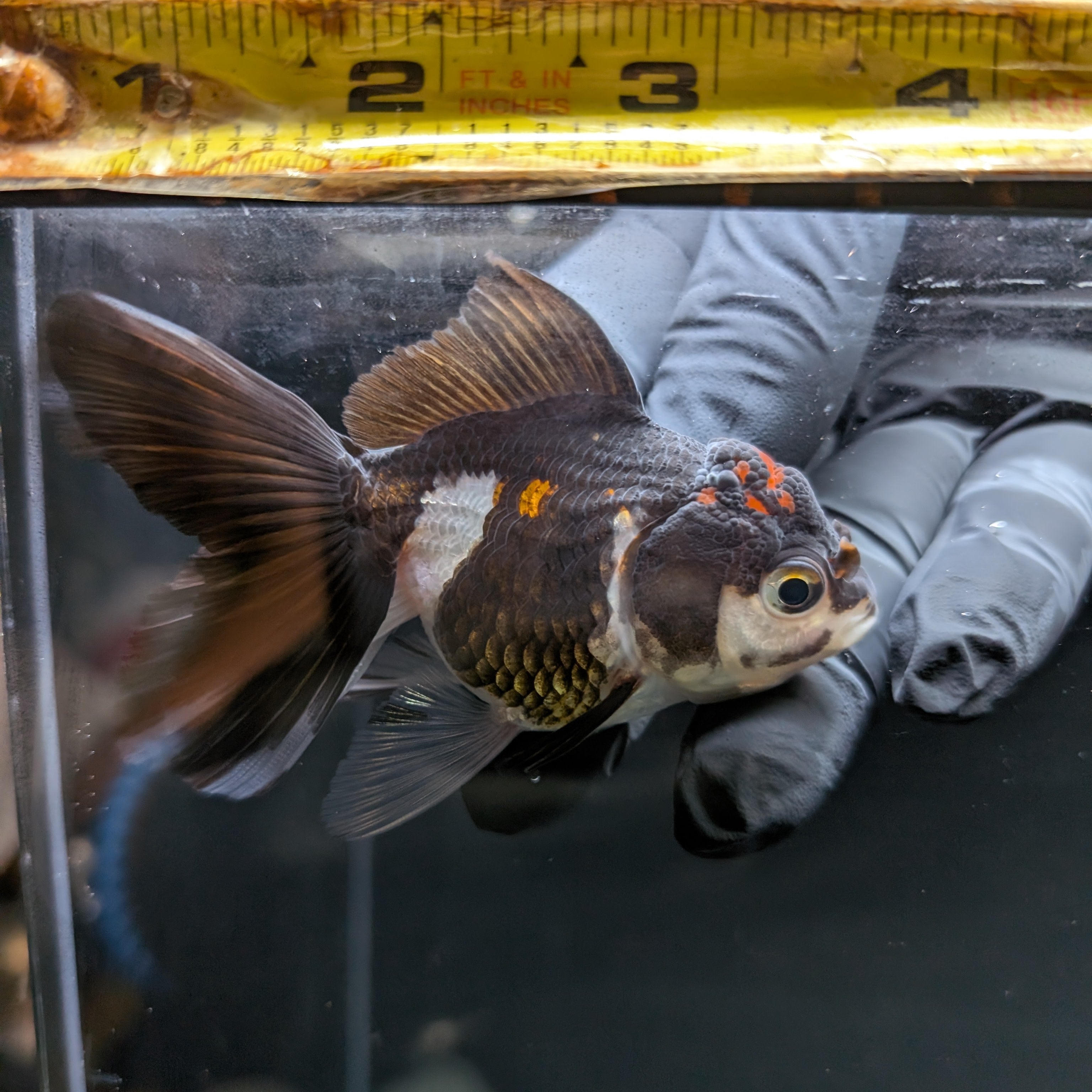 Juvenile Oranda Panda 3.5"-4" in.  ID#508T2A-028