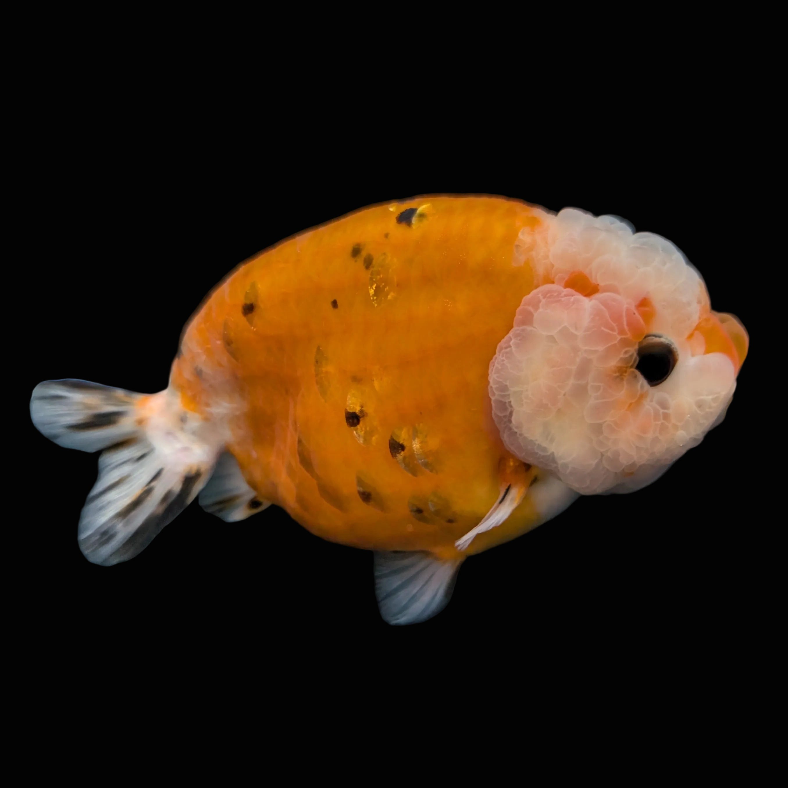 Jumbo Ranchu Sakura Calico 4.5"-5" in. ID#814R8A-022
