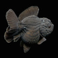 Thai Oranda Shogun Calico 4" in. ID#703SG7A-006 Please See Notes.