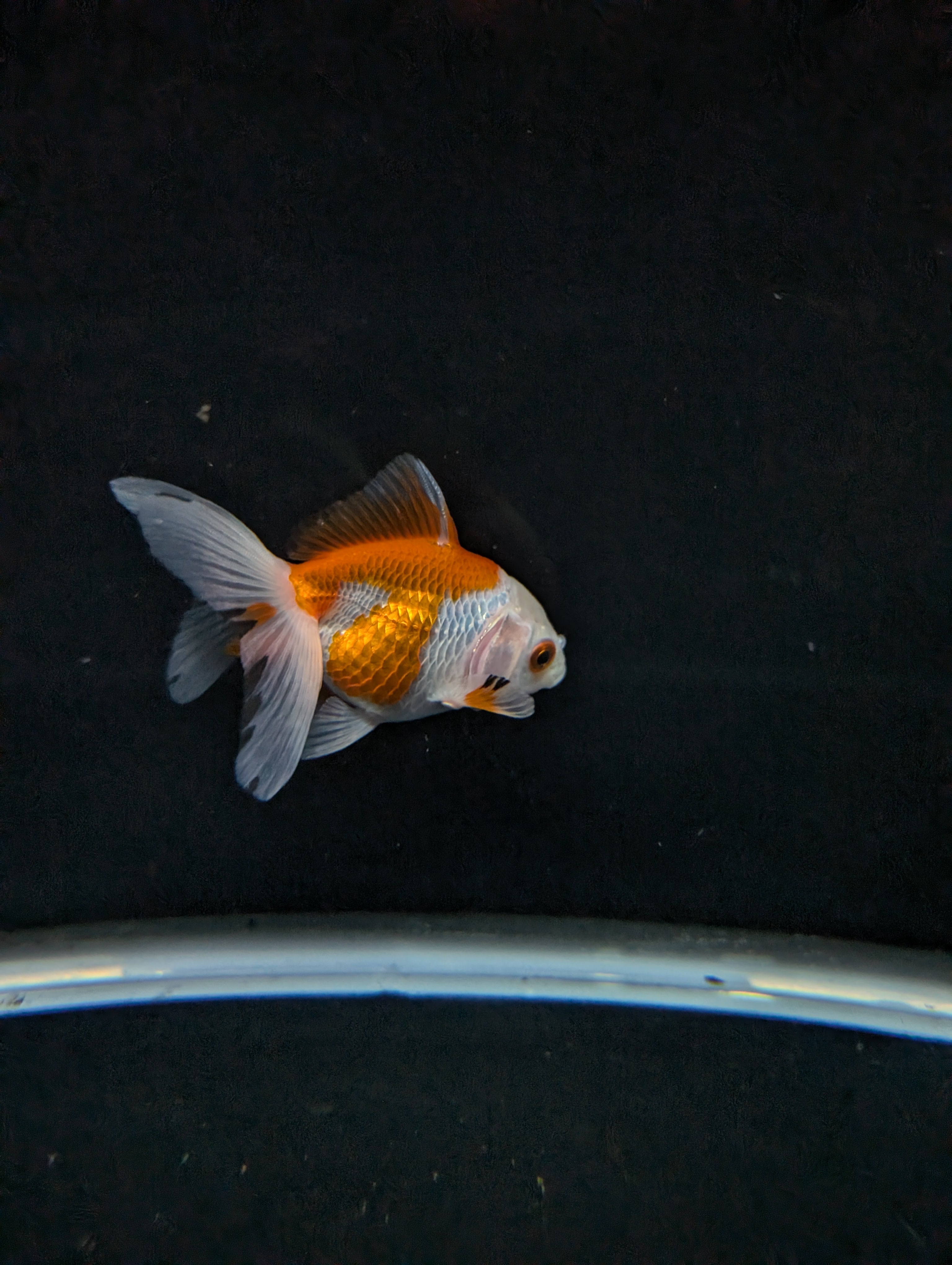 Juvenile Oranda  Red White 3"-3.5"in.  ID#619T1A-007