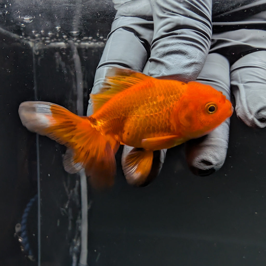 Juvenile Oranda Red Black 3"-3.5"in.  ID#515T2A-014