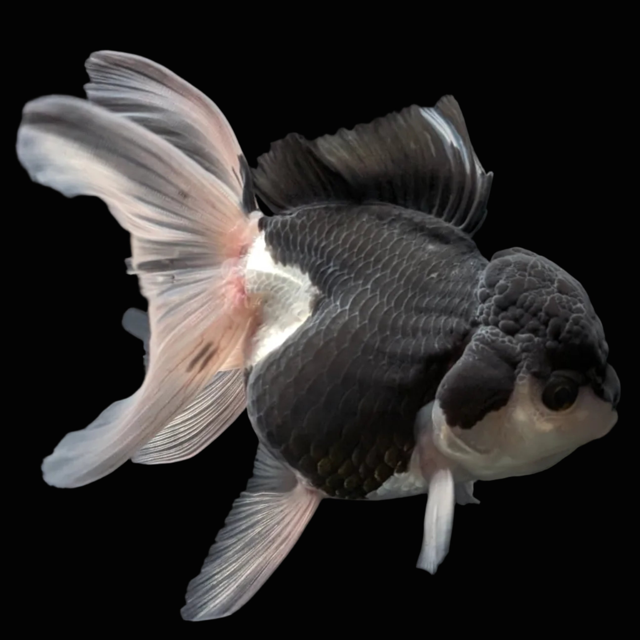 Thai Oranda Panda  4.5"-5"  ID#718T5B-002
