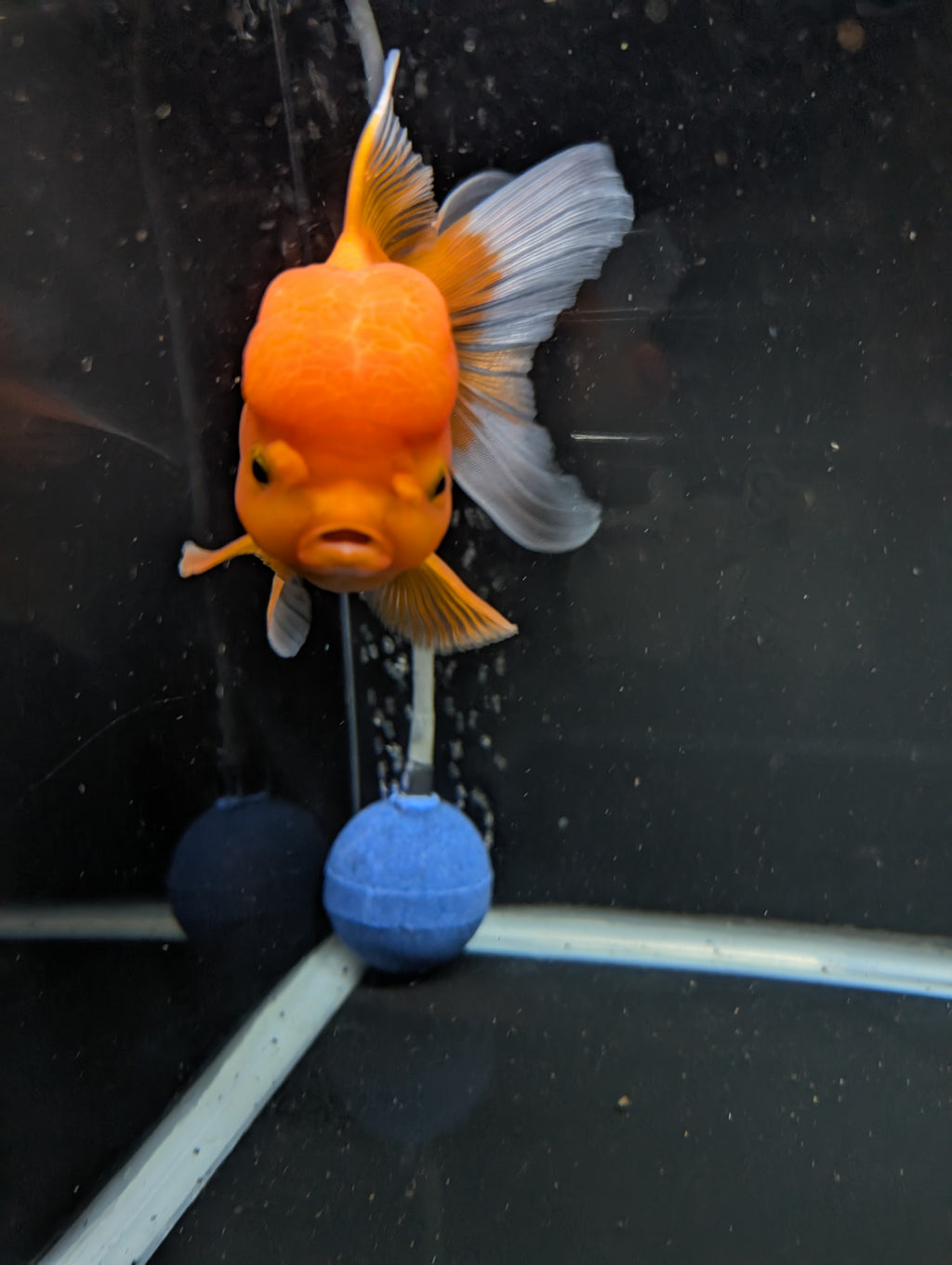 Jumbo Oranda Red White 6.5"-7"in.  ID#522T4B-002