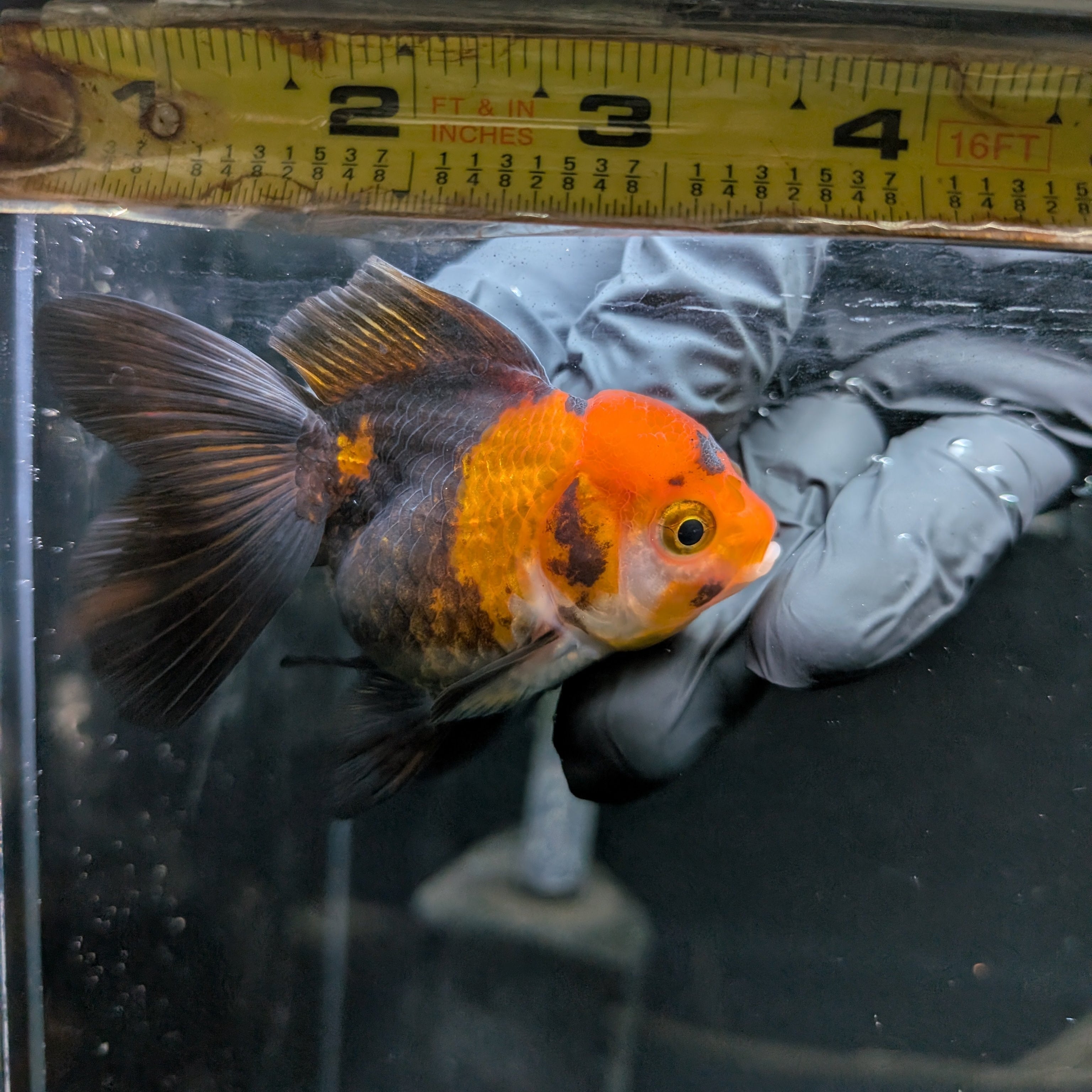 Juvenile Oranda Tricolor 3.5"-4" in.  ID#417T7A-006