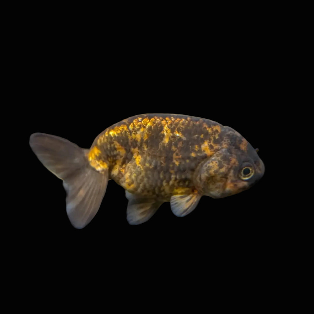 Ranchu Calico 3"-3.5" in. ID#424R13A-015