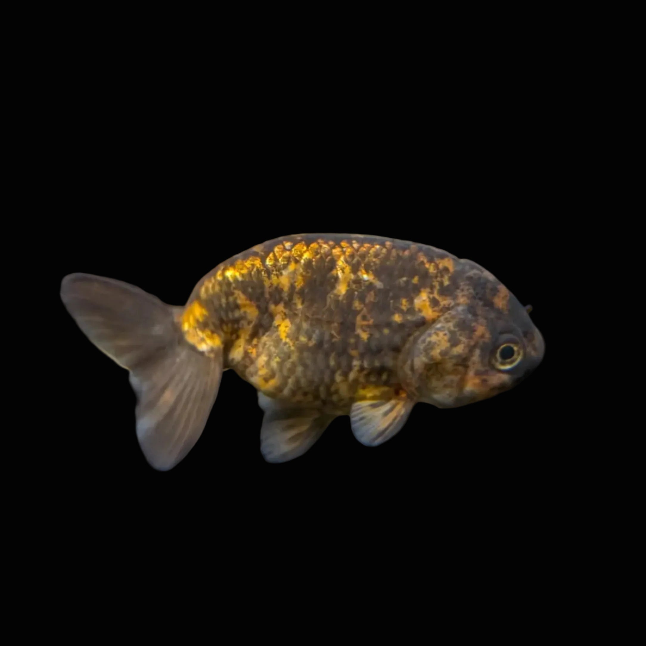Ranchu Calico 3"-3.5" in. ID#424R13A-015