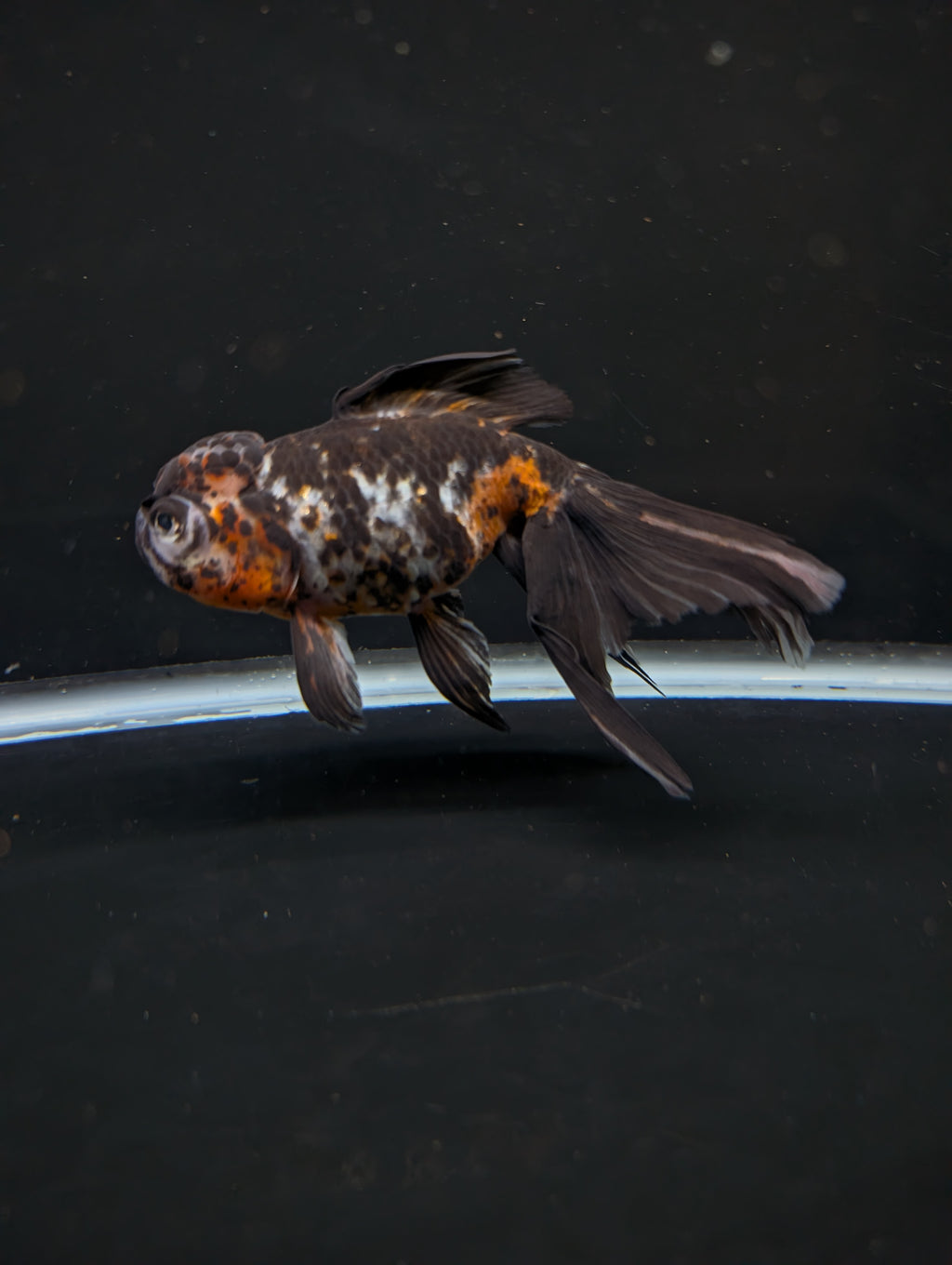 Calico Oranda 4.5"-5"in. ID#911LB2A-001