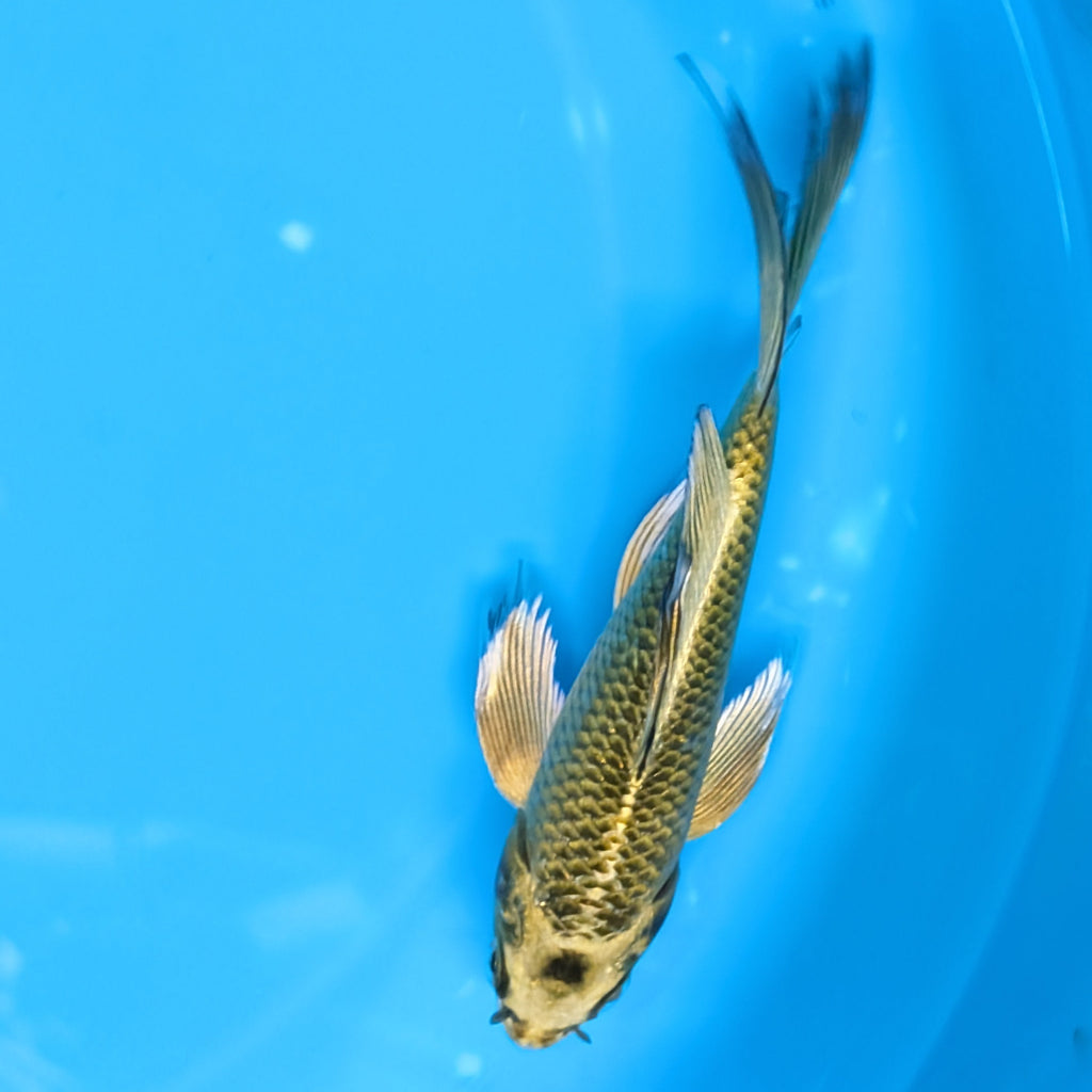 Matsuba Butterfly Koi 6"-7"in. ID#727BFK-009