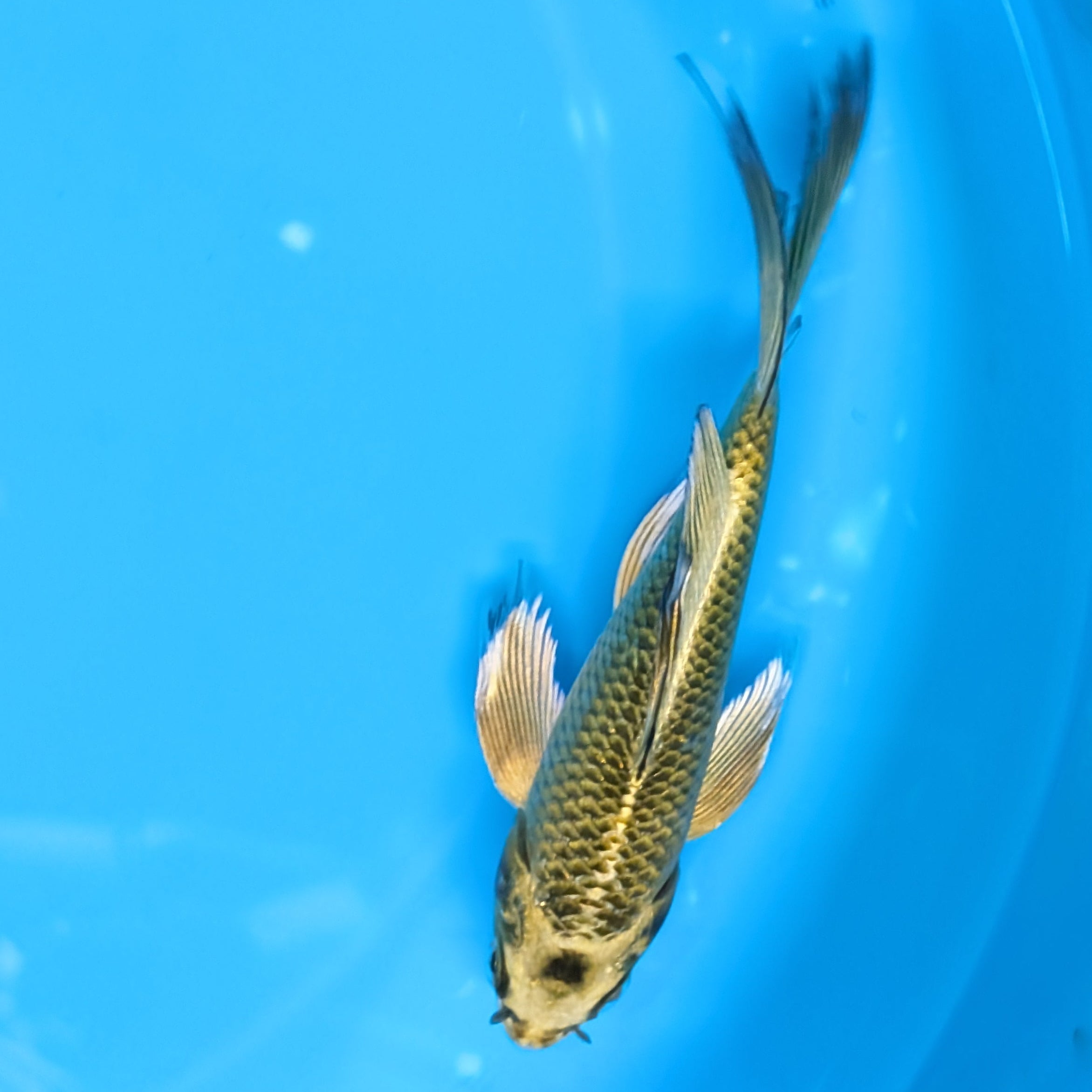 Matsuba Butterfly Koi 6"-7"in. ID#727BFK-009