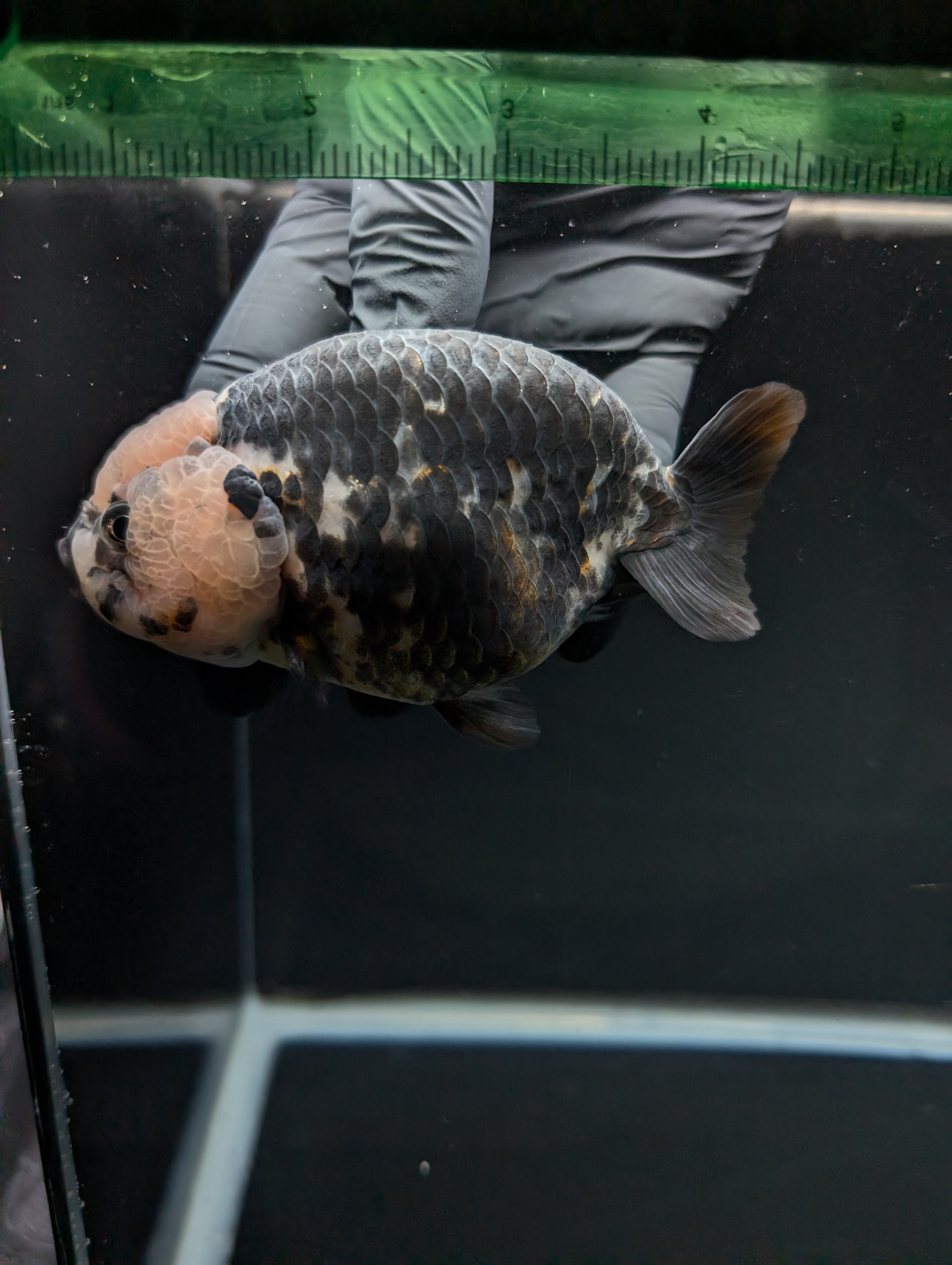 Jumbo Ranchu Heavy Ink Calico 4.5"-5" in. ID#828R8A-053