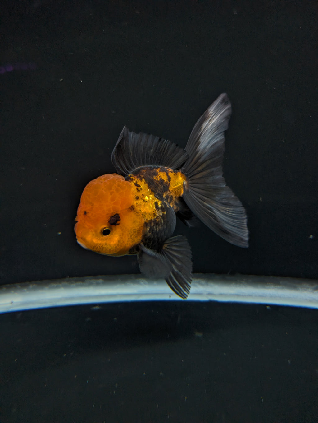 Thai Oranda Tricolor 4"-4.5"in.  ID#1023T1A-027