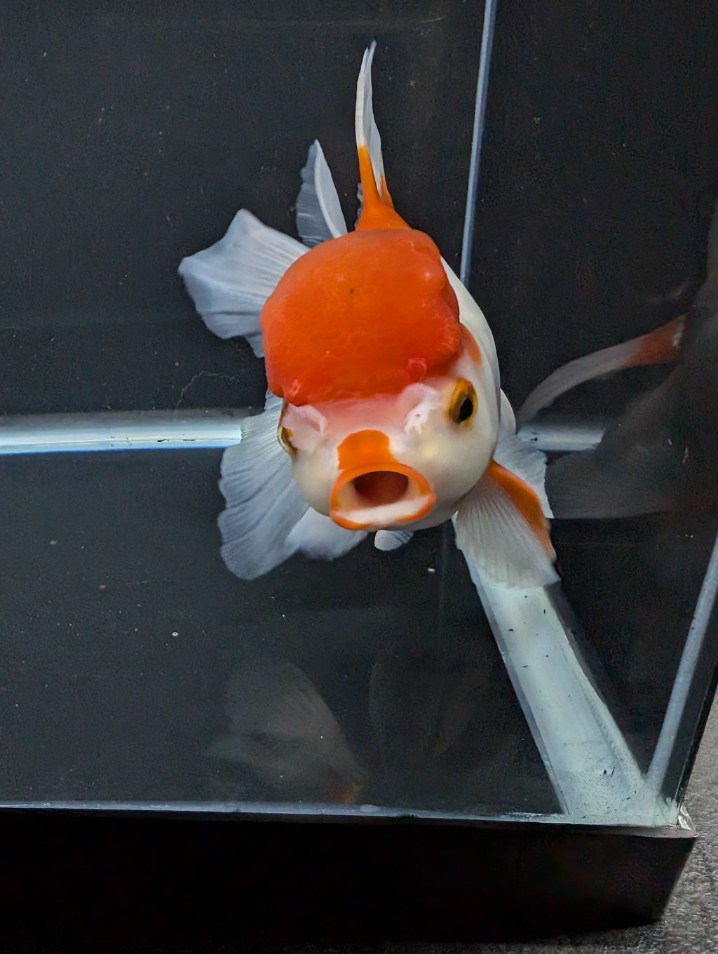 Jumbo Oranda Red White 6.5"-7"in.  ID#522T4B-001
