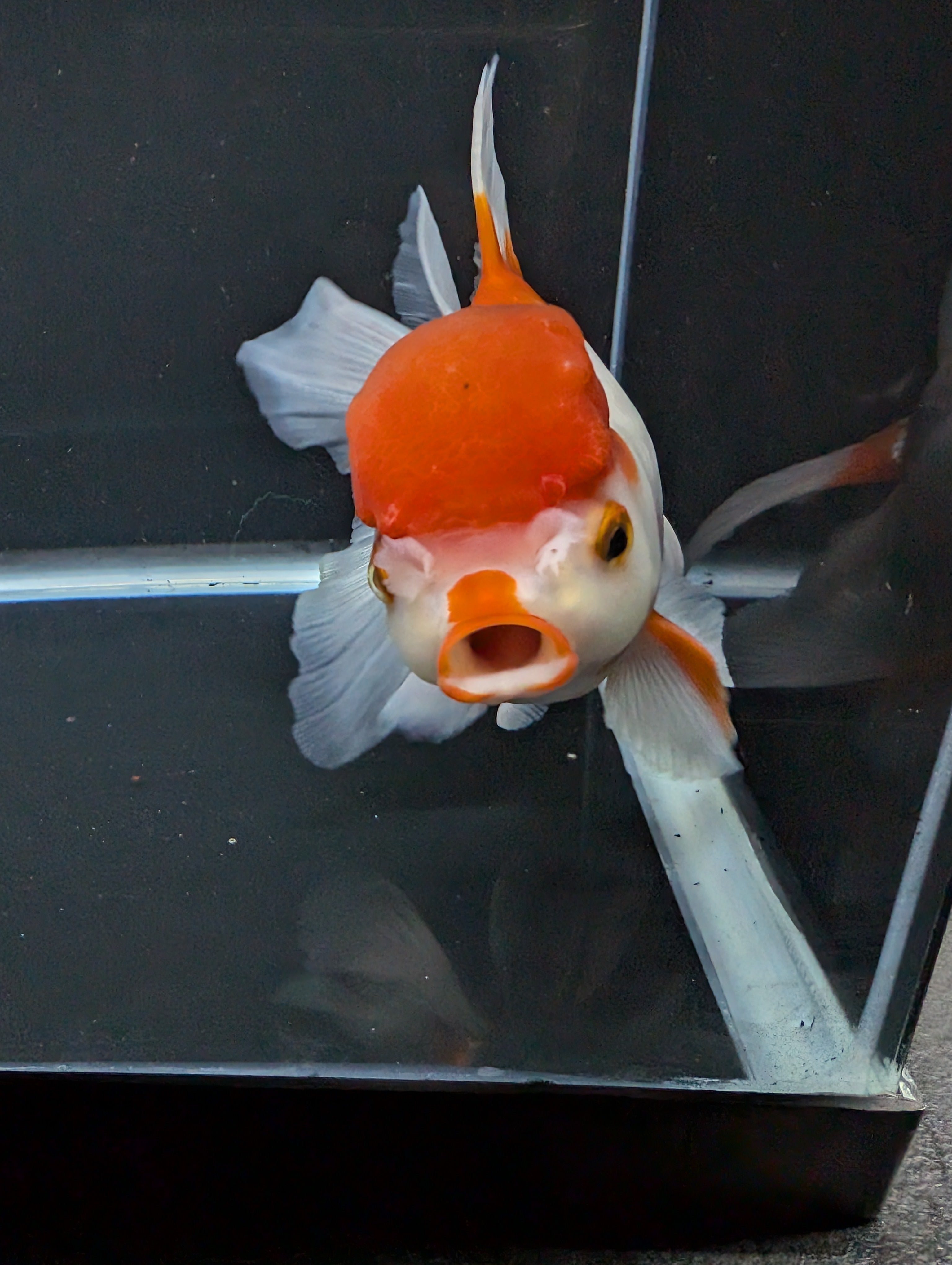 Jumbo Oranda Red White 6.5"-7"in.  ID#522T4B-001