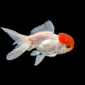 Single - Baby Oranda Red Cap 2"-2.5" *Assorted Dealers Choice