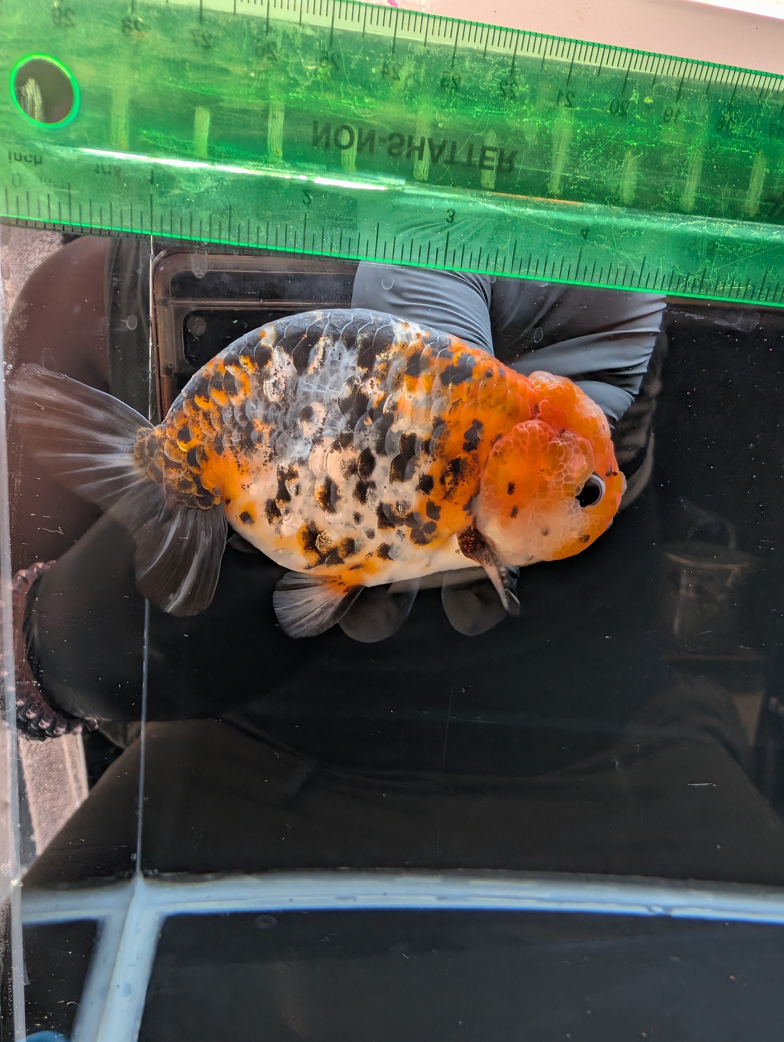 Jumbo Ranchu Calico 4.5"-5" in. ID#821R8A-031