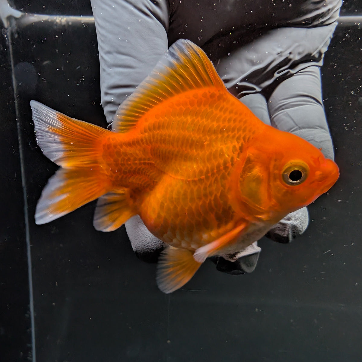 Tamasaba Red White 3"-3.5" in. ID#1009TM1B-001