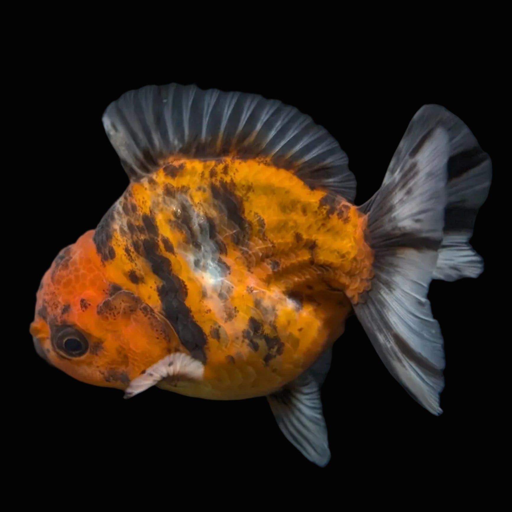 Thai Oranda Shogun Tiger Calico 4" in. ID#626SG7A-004