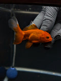 Juvenile Oranda Red Black 3"-3.5"in.  ID#529T1A-060