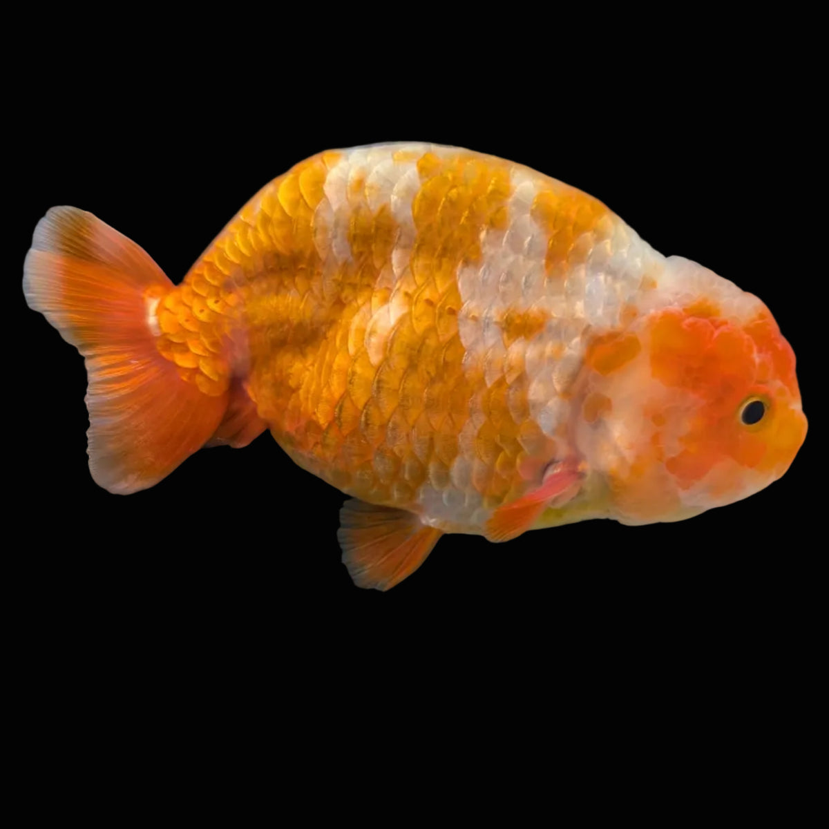 Jumbo Ranchu Sakura 4.5"-5" in. ID#1009R8A-051