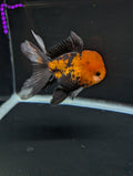 Thai Oranda Tricolor 4"-4.5"in.  ID#1023T1A-027