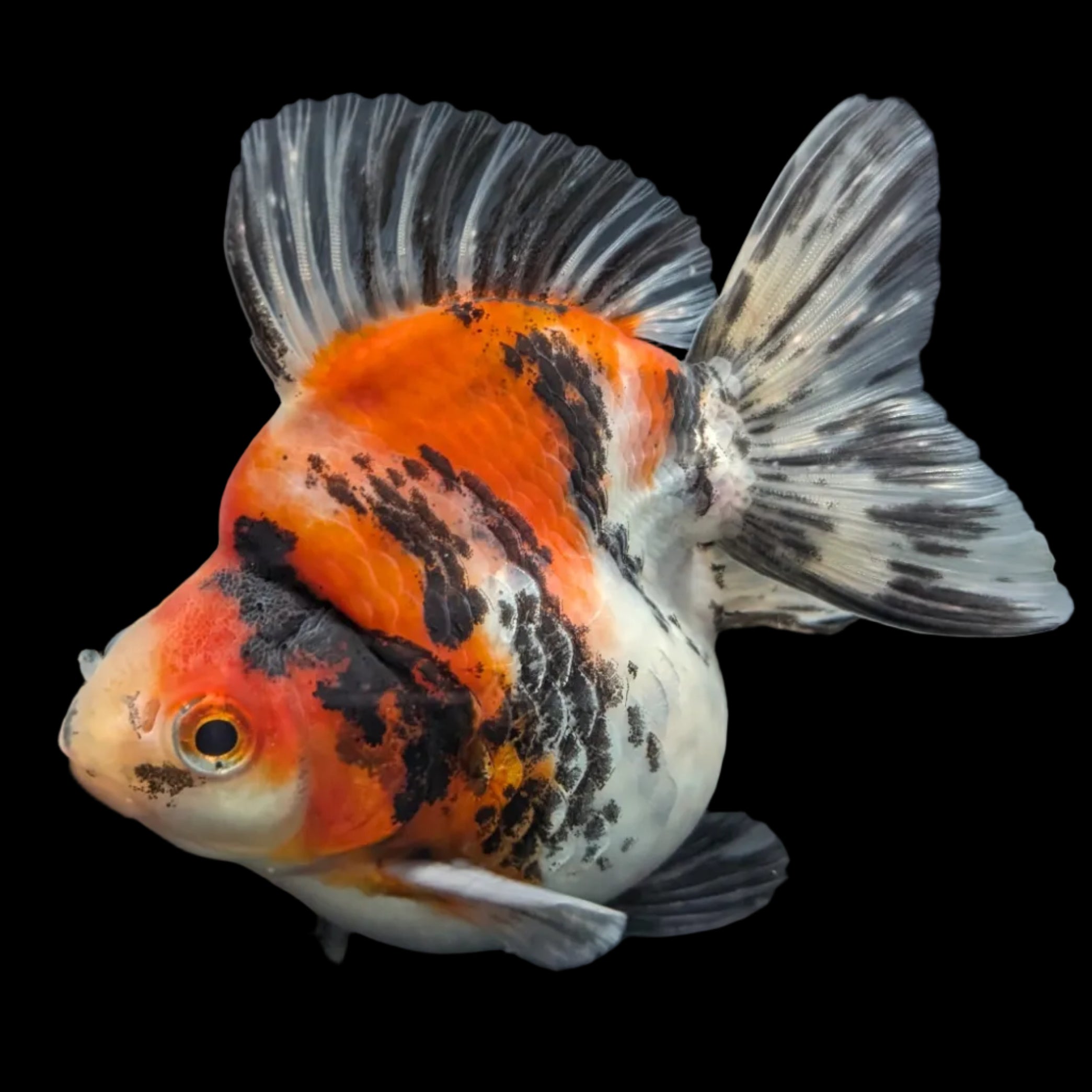 Jumbo Ryukin Short Tail Kirin Calico 4"-4.5" in. ID#3204B-006