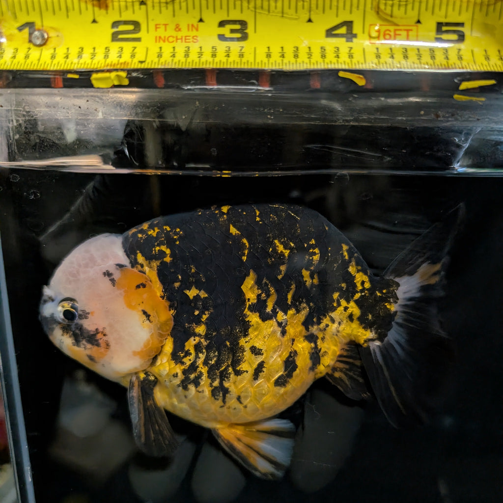 Jumbo Ranchu AA Grade *Special Color Calico 5" in. ID#116R4B-07