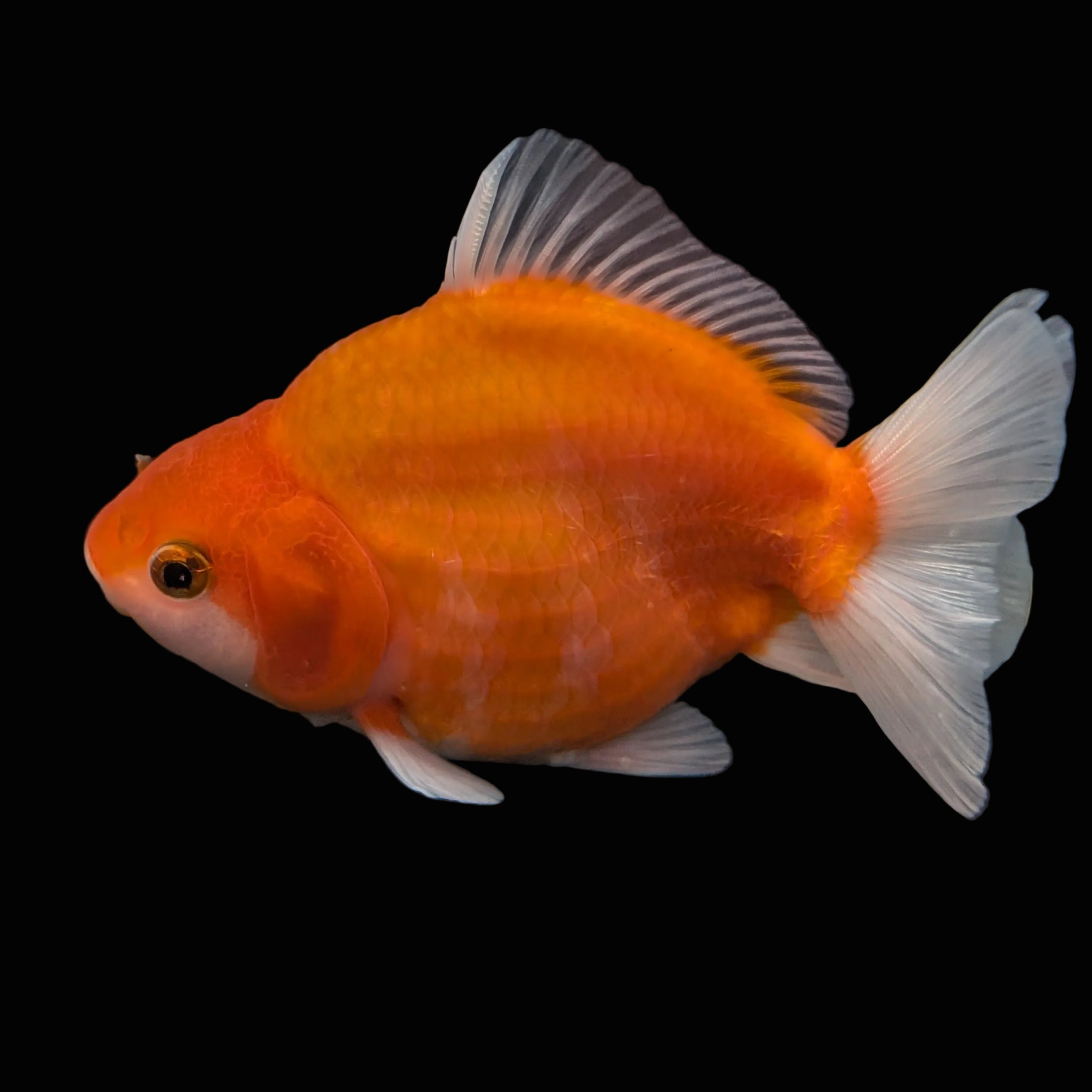 Jumbo Oranda Yuan Bao Sakura   4"-4.5"in. ID#807SB13A-004